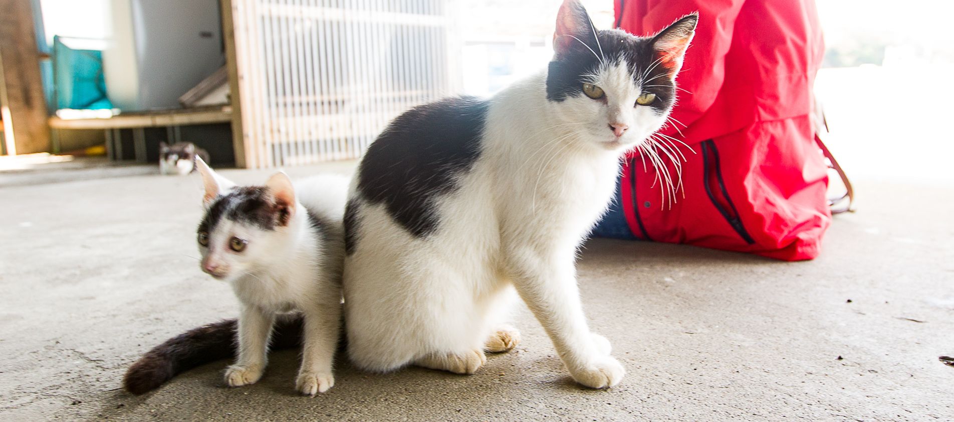 Tashirojima (Cat Island)